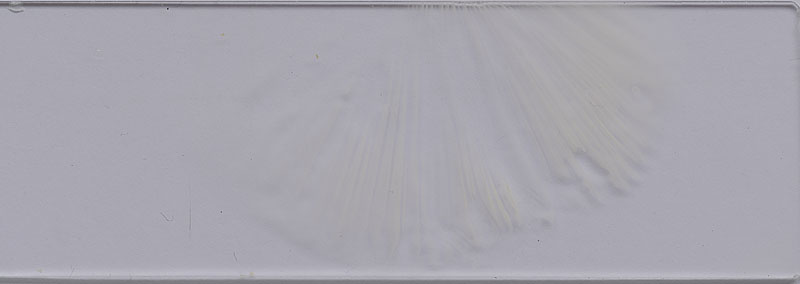 Russula brunneoviolacea